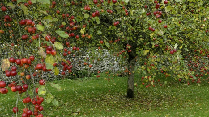 A tree laden with crab apples standing in an orchard